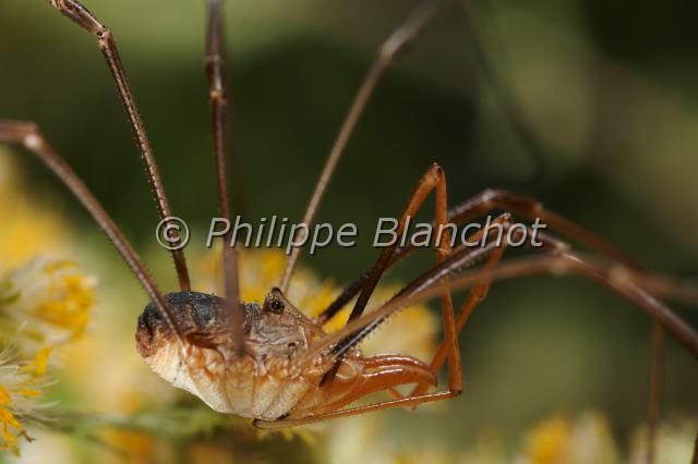 Opiliones_9923.JPG - France, Opiliones, Phalangiidae, Opilion ou Faucheux (Phalangium opilio), portrait, Common Harvestman