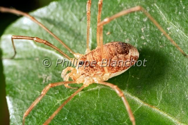 Opiliones_rilaena-1.JPG - France, Opiliones, Phalangiidae, Opilion ou Faucheux (Rilaena triangularis), Harvestman