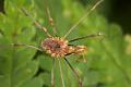 Opiliones_0431