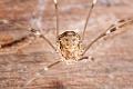 Opiliones_4305