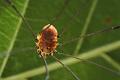 Opiliones_4449
