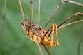 Opiliones_7952