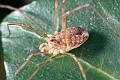 Opiliones_rilaena-3