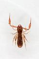 Pseudoscorpionida_7449