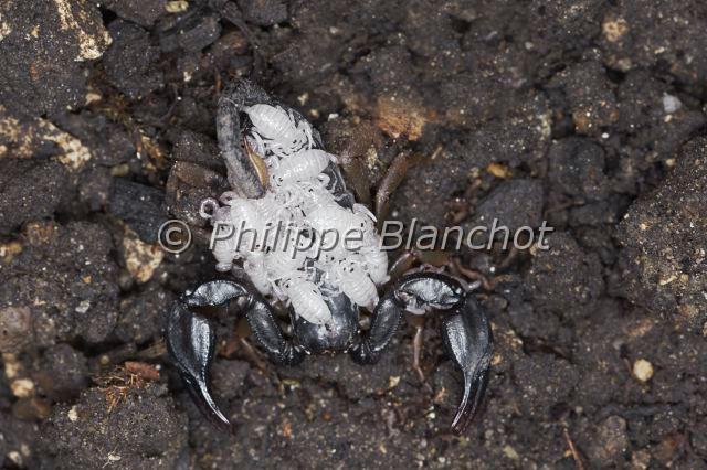 Scorpiones_1267.JPG - France, Hérault (34), Arachnida, Euscorpiidae, Scorpion noir à queue jaune (Euscorpius flavicaudis), femelle portant ses petits sur le dos, European yellow-tailed scorpion