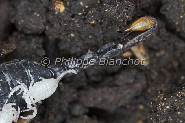 Scorpiones_1284.JPG - France, Hérault (34), Arachnida, Euscorpiidae, Scorpion noir à queue jaune (Euscorpius flavicaudis), femelle portant ses petits sur le dos, European yellow-tailed scorpion
