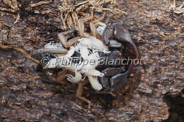 Scorpiones_1289.JPG - France, Hérault (34), Arachnida, Euscorpiidae, Scorpion noir à queue jaune (Euscorpius flavicaudis), femelle portant ses petits sur le dos, European yellow-tailed scorpion