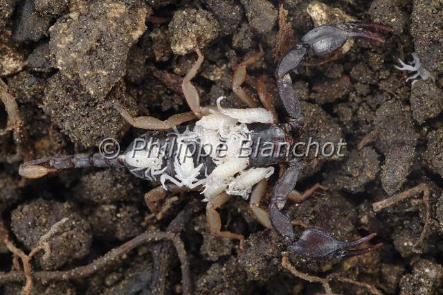 Scorpiones_1351.JPG - France, Hérault (34), Arachnida, Euscorpiidae, Scorpion noir à queue jaune (Euscorpius flavicaudis), femelle portant ses petits sur le dos, European yellow-tailed scorpion
