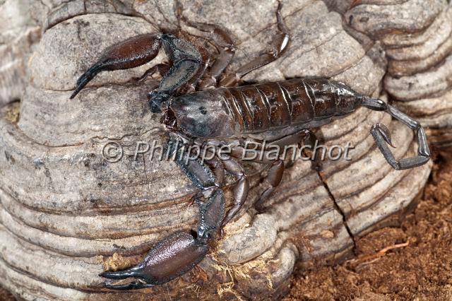 Scorpiones_7734.JPG - Afrique du Sud, Scorpiones, Hemiscorpiidae, Liochelinae, Scorpion plat des rochers (Hadogenes troglodytes), Flat Rock Scorpion