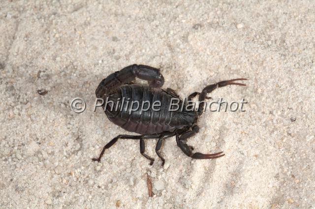 Scorpiones_7744.JPG - Afrique du Sud, Scorpiones, Buthidae, Scorpion noir sud-africain (Parabuthus transvaalicus), Black Tail Scorpion or Black Tail Spitting Scorpion