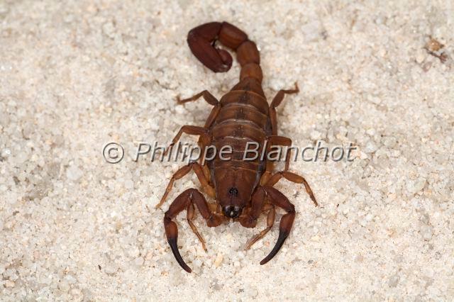 Scorpiones_7763.JPG - Tanzanie, Scorpiones, Buthidae, Scorpion-écorce rouge, Scorpion-écorce tanzanien, ou Scorpion à grosse queue rouillée (Babycurus jacksoni), Tanzanian red bark scorpion