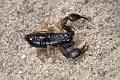 Scorpiones_euscorpius