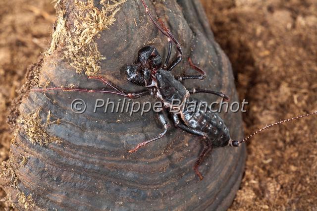 Uropygi_7789.JPG - Etats-Unis, Uropygi, Thelyphonidae, Uropyge, Pisse-vinaigre ou Vinaigrier (Mastigoproctus giganteus), Whipscorpion or Giant Vinegaroon