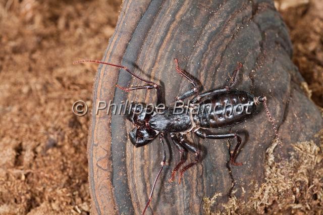 Uropygi_7790.JPG - Etats-Unis, Uropygi, Thelyphonidae, Uropyge, Pisse-vinaigre ou Vinaigrier (Mastigoproctus giganteus), Whipscorpion or Giant Vinegaroon