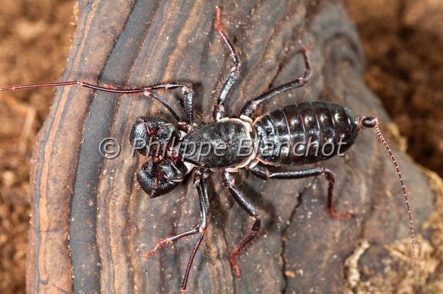 Uropygi_7794.JPG - Etats-Unis, Uropygi, Thelyphonidae, Uropyge, Pisse-vinaigre ou Vinaigrier (Mastigoproctus giganteus), Whipscorpion or Giant Vinegaroon