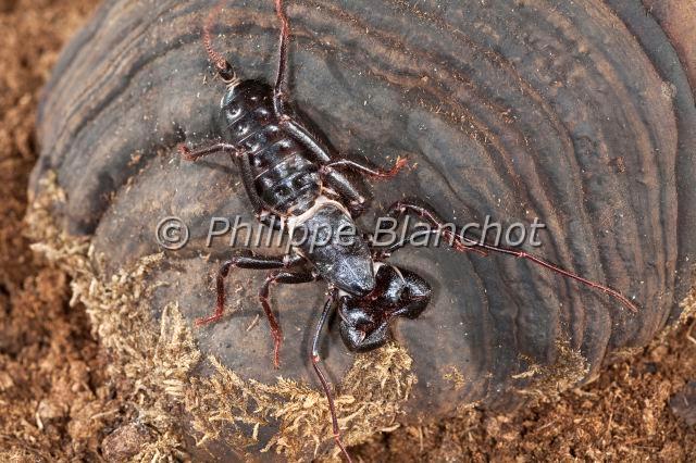 Uropygi_7797.JPG - Etats-Unis, Uropygi, Thelyphonidae, Uropyge, Pisse-vinaigre ou Vinaigrier (Mastigoproctus giganteus), Whipscorpion or Giant Vinegaroon