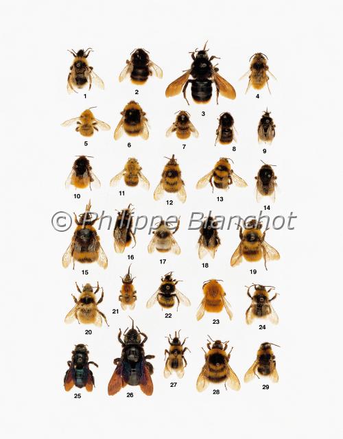 bourdons.JPG - in "Le Guide Entomologique"Patrice Leraut et Philippe BlanchotEds Delachaux & Niestlé 2003Hyménoptères1 mâle Psithyrus bohemicus (Seidl), Apidae2 et 12 Bombus ruderatus (Scopoli), Apidae3 femelle, 4 mâle Psithyrus rupestris (Fabricius), Apidae5 et 23 Bombus pascuorum floralis (Gmelin), Apidae6 Bombus pratorum (Linné), Apidae7 Bombus pomorum (Panzer), Apidae8 Bombus lapidarius (Linné), Apidae9 et 22 mâles Bombus soroeensis proteus (Gerstaecker), Apidae10 Bombus alpinus (Linné), Apidae11 Bombus hypnorum (Linné), Apidae13 Bombus distinguendus Morawitz, Apidae14 Bombus confusus Schenck, Apidae15 femelle Bombus terrestris (Linné), Apidae16 mâle, 18 femelle Bombus wurfleini mastrucatus (Gerstaecker), Apidae17 Bombus brodmannicus delmasi Tkalcú, Apidae19 Bombus mesomelas Gerstaecker, Apidae20 Bombus mucidus Gerstaecker, Apidae21 femelle Bombus humilis quasimuscorum Vogt, Apidae24 mâle Psithyrus sylvestris (Lepeletier), Apidae25 Xylocopa iris (Christ), Anthophoridae, Xylocopinae26 femelle Xylocopa violacea (Linné), L’Abeille charpentière, Anthophoridae, Xylocopinae27 mâle Psithyrus barbutellus (Kirby), Apidae28 Bombus hortorum (Linné), Apidae29 Psithyrus vestalis (Fourcroy), Apidae