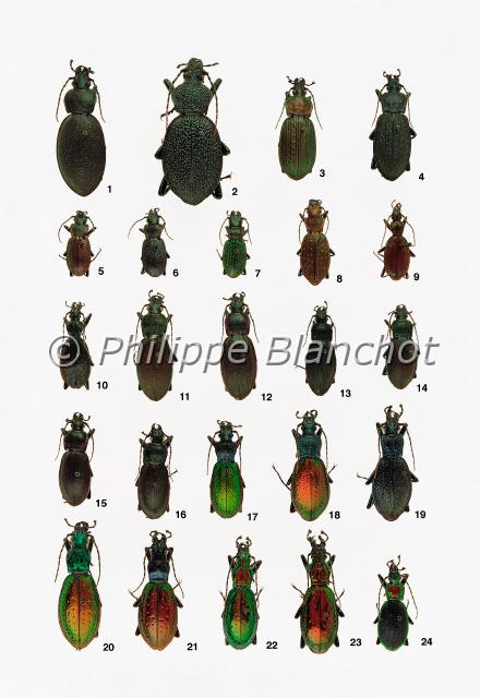 carabes.JPG - in "Le Guide Entomologique"Patrice Leraut et Philippe BlanchotEds Delachaux & Niestlé 2003Coléoptères1 Carabus coriaceus Linné, Le Carabe chagriné, Carabidae2 Procerus gigas parnassicus Kraats-Kosehlau, Carabidae3 Carabus morbillosus constantinus Lapouge, Carabidae4 Carabus rugosus Fabricius, Carabidae5 et 6 Carabus pyrenaeus Serville, Le Carabe pyrénéen, Carabidae7 Carabus auriculatus Putzeys, Carabidae8 Carabus irregularis Fabricius, Carabidae9 Carabus depressus Bonelli, Carabidae10 Carabus creutzeri Fabricius, Carabidae11, 12 et 14 Carabus violaceus purpurascens Fabricius, Le Carabe violacé, Carabidae13 Carabus violaceus sollicitans Hartet, Carabidae15 Carabus violaceus picenus Villa, Carabidae16 Carabus germari Sturm, Carabidae17 mâle, 18 femelle Carabus hispanus Fabricius, Le Carabe coruscant, Carabidae19 femelle Carabus intricatus Linné, Le Carabe intriqué, Carabidae20 à 22 femelles, 23 mâle Carabus rutilans Dejean, Le Carabe rutilant, Carabidae24 mâle Carabus arcadicus Gistel, Carabidae