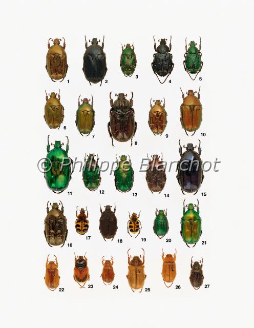 cetoines.JPG - in "Le Guide Entomologique"Patrice Leraut et Philippe BlanchotEds Delachaux & Niestlé 2003Coléoptères1 Potosia fieberi (Kraatz), La Cétoine de Fieber, Scarabaeidae, Cetoniinae2 Potosia opaca (Fabricius), La Cétoine mate, Scarabaeidae, Cetoniinae3 Cotonia carthami Gory & Percheron, Scarabaeidae, Cetoniinae4 Gnorimus variabilis (Linné), Le Gnorimus à huit points, Scarabaeidae, Cetoniinae5 Gnorimus nobilis (Linné), Le Gnorimus noble, Scarabaeidae, Cetoniinae6, 7, 9, 10 Potosia cuprea (Fabricius), La Cétoine cuivrée, Scarabaeidae, Cetoniinae8 Osmoderma eremita (Scopoli), Le Pique-prunes, Scarabaeidae, Cetoniinae11 Cetonischema aeruginosa (Drury), La Grande cétoine dorée, Scarabaeidae, Cetoniinae12, 13, 14 Cetonia aurata (Linné), La Cétoine dorée, Scarabaeidae, Cetoniinae15 Eupotosia mirifica (Mulsant), La Cétoine de Mulsant, Scarabaeidae, Cetoniinae 16 Liocola lugubris (Herbst), La Cétoine marbrée, Scarabaeidae, Cetoniinae17 Trichius fasciatus (Linné), La Trichie fasciée, Scarabaeidae, Cetoniinae18 Netocia morio (Fabricius), Scarabaeidae, Cetoniinae19 Trichius rosaceus (Voët), La Trichie commune, Scarabaeidae, Cetoniinae20 Anomala dubia (Scopoli), Scarabaeidae, Rutelinae 21 Eupotosia affinis (Andersch), Scarabaeidae, Cetoniinae22 Rhizotrogus aestivus (Olivier), Scarabaeidae, Melolonthinae23 mâle Pachypus candidae (Petagna), Scarabaeidae, Pachypodinae24 Amphimallon majale (Razoumowsky), Scarabaeidae, Melolonthinae25 Amphimallon solstitiale (Linné), Le Hanneton de la Saint-Jean, Scarabaeidae, Melolonthinae26 Rhizotrogus marginipes Mulsant, Scarabaeidae, Melolonthinae27 Amphimallon atrum (Herbst), Scarabaeidae, Melolonthinae