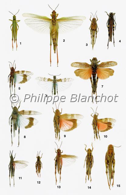 criquets.JPG - in "Le Guide Entomologique"Patrice Leraut et Philippe BlanchotEds Delachaux & Niestlé 2003Orthoptères1 mâle, 2 femelle ailes étalées Paracinema tricolor (Thunberg), Le Criquet tricolore, Acrididae3 femelle, 6 ailes étalées Sphingonotus caerulans (Linné), L’Œdipode aigue-marine, Acrididae 4 mâle, 7 femelle ailes étalées Psophus stridulus (Linné), L’Œdipode stridulant, Acrididae5 mâle, 8 femelle Oedipoda caerulescens (Linné), L’Œdipode turquoise, Acrididae 9 femelle, 10 mâle Oedipoda germanica (Latreille), L’Œdipode rouge, Acrididae11 femelle Pyrgomorpha conica (Olivier), Le Criquet printanier, Pyrgomorphidae12 mâle Calliptamus italicus (Linné), Le Criquet italien, Catantopidae13 Calliptamus barbarus (Costa), Le Criquet de Barbarie, Catantopidae14 mâle, 15 femelle Oedaleus decorus (Germar), L’Œdipode soufrée, Acrididae