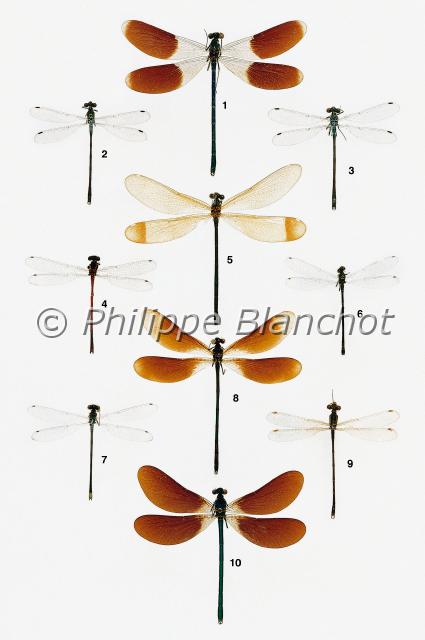 demoiselles.JPG - in "Le Guide Entomologique"Patrice Leraut et Philippe BlanchotEds Delachaux & Niestlé 2003Odonates1 mâle Agrion splendens ancilla Sélys, Le Caloptéryx éclatant, Calopterygidae 2 mâle Lestes sponsa (Hansemann), Le Leste fiancé, Lestidae 3 mâle Lestes dryas Kirby, Le Leste dryade, Lestidae 4 mâle Pyrrhosoma nymphula (Sulzer), La petite nymphe au corps de feu, Coenagrionidae 5 femelle et 8 mâle Agrion haemorrhoidalis (Vander Linden), Le Caloptéryx méditerranéen, Calopterygidae 6 mâle Coenagrion lunulatum (Charpentier), L’Agrion à lunules, Coenagrionidae 7 Erythromma najas (Hansemann), La Naïade à yeux rouges, Coenagrionidae 9 mâle Lestes barbarus (Fabricius), Le Leste sauvage, Lestidae 10 Agrion virgo meridionalis Sélys, Le Caloptéryx vierge, Calopterygidae