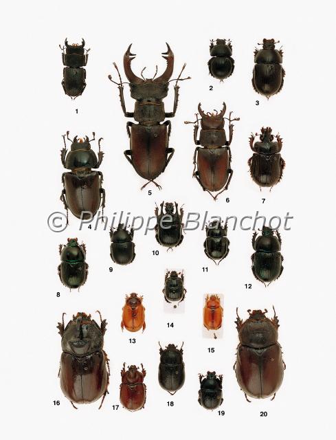 lucanes.JPG - in "Le Guide Entomologique"Patrice Leraut et Philippe BlanchotEds Delachaux & Niestlé 2003Coléoptères1 Dorcus parallelipipedus (Linné), La Petite biche, Lucanidae2 Thorectes geminatus (Gené), Geotrupidae3 Geotrupes spiniger Marsham, Geotrupidae4 femelle, 5 mâle Lucanus cervus (Linné), Le Lucane cerf-volant, Lucanidae6 mâle Lucanus tetraodon Thunberg, Le Lucane de Thunberg, Lucanidae7 Ceratophyus hoffmannseggi Fairmaire, Geotrupidae8 Geotrupes mutator Marsham, Geotrupidae9 Trypocopris vernalis (Linné), Geotrupidae10 Typhaeus typhoeus Linné, Le Minotaure, Geotrupidae11 Trypocopris pyrenaeus Charpentier, Geotrupidae12 Geotrupes stercorarius (Linné), Le Géotrupe du fumier, Geotrupidae13 Calicnemis latreillei Laporte de Castelnau, Scarabaeidae, Dynastinae14 Bolbelasmus gallicus (Mulsant), Le Tavan, Geotrupidae15 Calicnemis atlanticus Mosconi, Scarabaeidae, Dynastinae16 mâle, 20 femelle Oryctes nasicornis (Linné), Le Rhinocéros, Scarabaeidae, Dynastinae17 Phyllognathus excavatus (Förster), Scarabaeidae, Dynastinae18 Pentodon bidens punctatum (Villers), Scarabaeidae, Dynastinae19 Anoplotrupes stercorosus (Scriba), Geotrupidae