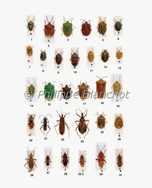 punaises.JPG - in "Le Guide Entomologique"Patrice Leraut et Philippe BlanchotEds Delachaux & Niestlé 2003Hémiptères1 mâle, 10 femelle Eurydema ornatum (Linné), La Punaise ornée, Pentatomidae2 mâle Carpocoris mediterranea Tamanini, Pentatomidae3 femelle Palomena prasina (Linné), La Punaise verte, Pentatomidae4 Graphosoma semipunctatum (Linné), Pentatomidae5 Graphosoma italicum (Müller), Le Pentatome rayé, Pentatomidae6 mâle Eurydema rotundicollis Dohrn, Pentatomidae7 femelle Elasmucha grisea (Linné), La Punaise grisâtre, Acanthosomatidae8 et 9 (femelles) Eurydema oleraceum (Linné), La Punaise du chou, Pentatomidae11 femelle Aelia acuminata (Linné), La Punaise nez-de-rat, Pentatomidae12 femelle Holcostethus vernalis Wolff, Pentatomidae13 femelle Ancyrosoma albolineatum (Fabricius), Pentatomidae14 mâle Brachynema triguttatum Fieber, Pentatomidae15 femelle Nezara viridula (Linné), La Punaise verte ponctuée, Pentatomidae16 mâle Picromerus bidens (Linné), Le Punaise rousse commune, Pentatomidae17 mâle Pentatoma rufipes (Linné), La Punaise à pattes rousses, Pentatomidae18 mâle Acanthosoma haemorrhoidale (Linné), La Punaise de l’aubépine, Acanthosomatidae19 mâle Piezodorus lituratus (Fabricius), La Punaise des genêts, Pentatomidae20 Pyrrhocoris apterus (Linné), Le Gendarme, Pyrrhocoridae21 mâle Alydus calcaratus (Linné), L’Alyde-fourmi, Alydidae22 mâle Reduvius personatus (Linné), Le Réduve masqué, Reduviidae23 femelle Rhinocoris iracundus (Poda), Le Rhinocoris des fleurs, Reduviidae24 femelle Dolycoris baccarum (Linné), Pentatomidae25 mâle Eurygaster testudinaria (Fourcroy), La Punaise-tortue, Pentatomidae26 mâle Rhinocoris erythropus (Linné), Reduviidae27 femelle Rhyparochromus pini (Linné), Lygaeidae28 mâle Lygaeus saxatilis (Scopoli), La Punaise à damier, Lygaeidae29 femelle Lygaeus equestris (Linné), La Punaise écuyère, Lygaeidae30 mâle Lygaeus pandurus (Scopoli), Lygaeidae31 femelle Corizus hyoscyami (Lin)