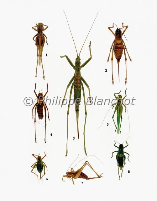 sauterelles.JPG - in "Le Guide Entomologique"Patrice Leraut et Philippe BlanchotEds Delachaux & Niestlé 2003Orthoptères1 mâle Decticus albifrons (Fabricius), Le Dectique à front blanc, Tettigoniidae2 femelle Ephippiger provincialis (Yersin), L’Éphippigère provençale, Tettigoniidae3 femelle Saga pedo (Pallas), La Magicienne dentelée, Tettigoniidae, Saginae 4 mâle Ephippiger cruciger (Fieber), L’Éphippigère porte croix, Tettigoniidae5 mâle Tettigonia viridissima Linné, La Grande sauterelle verte, Tettigoniidae6 femelle Barbitistes fischeri (Yersin), Le Barbitiste languedocien, Tettigoniidae7 femelle Pholidoptera aptera (Fabricius), La Decticelle aptère, Tettigoniidae8 mâle Polysarcus denticauda (Charpentier), Le Barbitiste ventru, Tettigoniidae