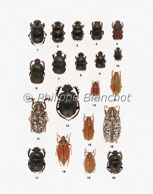 scarabees.JPG - in "Le Guide Entomologique"Patrice Leraut et Philippe BlanchotEds Delachaux & Niestlé 2003Coléoptères1 mâle Copris hispanus (Linné), Le Copris hispanique, Scarabaeidae, Scarabaeinae2 mâle, 3 femelle Copris lunaris (Linné), Le Copris commun, Scarabaeidae, Scarabaeinae 4 mâle Bubas bison (Linné), Le Bubas bison, Scarabaeidae, Scarabaeinae5 mâle Chironitis irroratus (Rossi), Le Chironitis marbré, Scarabaeidae, Scarabaeinae6 mâle, 7 femelle Onitis belial Fabricius, L’Onitis de Fabricius, Scarabaeidae, Scarabaeinae8 mâle, 9 femelle Bubas bubalus (Olivier), Le Bubas bubale, Scarabaeidae, Scarabaeinae10 Gymnopleurus geoffroyi (Fuessly), Scarabaeidae, Scarabaeinae11 mâle, 16 femelle Polyphylla fullo (Linné), Le Hanneton foulon, Scarabaeidae, Melolonthinae12 Scarabaeus sacer (Linné), Le Scarabée sacré, Scarabaeidae, Scarabaeinae13 Ceramida luctuosa (Báguena), Scarabaeidae, Melolonthinae14 mâle Anoxia australis (Gyllenhal), Scarabaeidae, Melolonthinae15 mâle Anoxia villosa (Fabricius), Scarabaeidae, Melolonthinae17 Scarabaeus semipunctatus Fabricius, Scarabaeidae, Scarabaeinae18 mâle Melolontha melolontha (Linné), Le hanneton commun, Scarabaeidae, Melolonthinae19 mâle Melolontha hippocastani Fabricius, Le hanneton des bois, Scarabaeidae, Melolonthinae20 Scarabaeus laticollis Linné, Scarabaeidae, Scarabaeinae