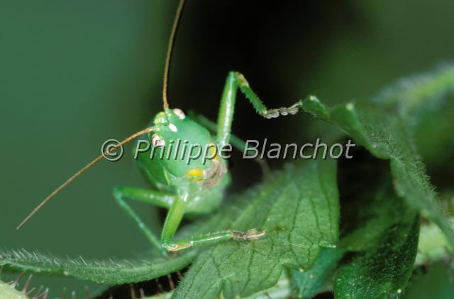 conocephalus.JPG - Portrait de conocéphaleMeadow katydid close upOrthoptera, TettigonidaeFrance
