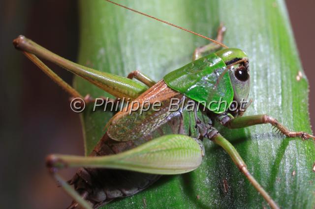 decticus.JPG - Decticus spSauterelle DectiqueWart-biter cricketOrthoptera, TettigoniidaeFrance