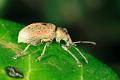 phyllobius
