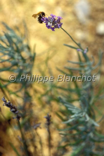 bombus.JPG - Bourdon sur lavandeHymenoptera, ApidaeFrance