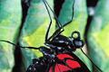 papilio