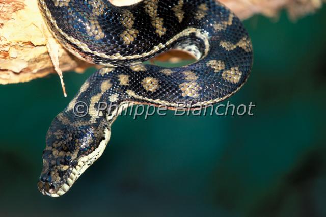 python.JPG - PythonSquamata, BoidaeAustralie