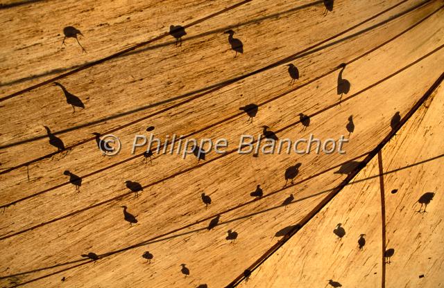 egretta.JPG - Aigrettes en ombre chinoiseEgrettaReef EgretArdéidésAustralie