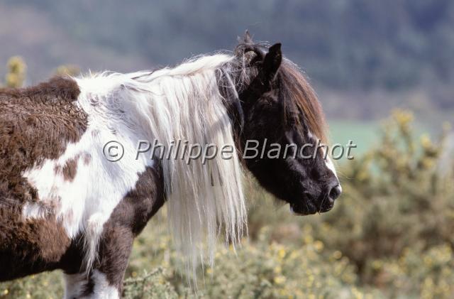 pottok.JPG - Poney PottokPerissodactyla, EquidaePyrénées, France