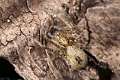 Anyphaenidae_3989