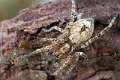 Anyphaenidae_4598