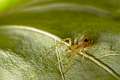 Anyphaenidae_6118