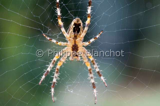Araneidae_0037.JPG - France, Araneae, Araneidae, Epeire diadème, Araignée des jardins, Araignée porte-croix (Araneus diadematus) sur sa toile, face ventrale, European garden spider (Araneus diadematus) on its web, ventral side