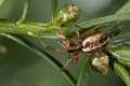 Araneidae_0024-1