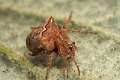 Araneidae_0067
