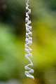 Araneidae_0105