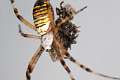 Araneidae_0172