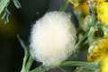 Araneidae_0202