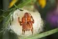 Araneidae_0233-1