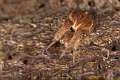 Araneidae_0377