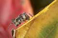 Araneidae_0410