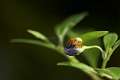 Araneidae_0583